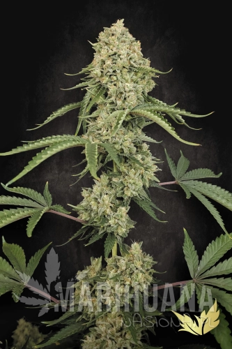 1-Tropical-Fruit-Cake-Paradise-Seeds-2026.jpg
