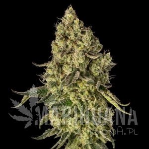 Peach Cake by Cookies - SILENT SEEDS