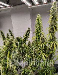 Colossus - ACE SEEDS