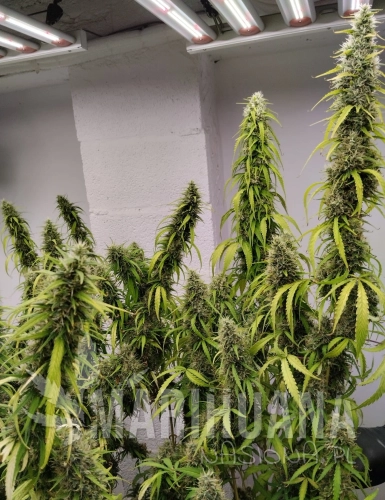 Colossus-ripening.jpg