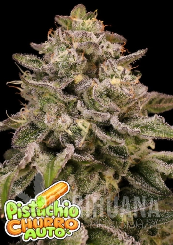 Pistachio-Churro-Auto-960x1359-1-600x849.jpg