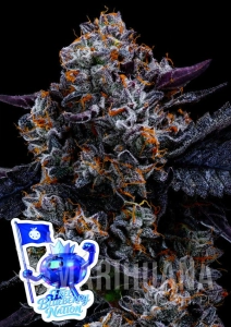 Free Blueberry Nation - ANESIA SEEDS