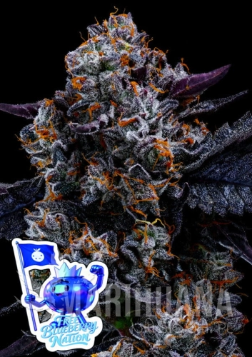 Free-Blueeberry-Nation-960x1359-1-600x849.jpg