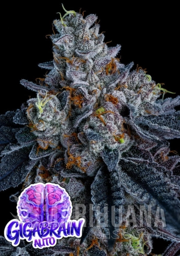 Gigabrain-Auto-960x1359-1-600x849.jpg