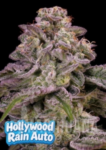 Hollywood Rain Auto - ANESIA SEEDS