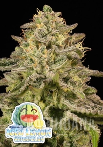Iced Lemon Watermelon - ANESIA SEEDS