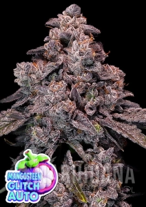 Mangosteen Glitch Auto - ANESIA SEEDS