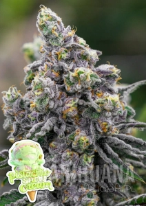 Pistachio Snow Cream - ANESIA SEEDS