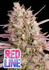 Red Line - ANESIA SEEDS