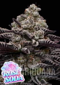 Rose Soda - ANESIA SEEDS