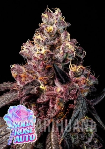 Soda Rose Auto - ANESIA SEEDS