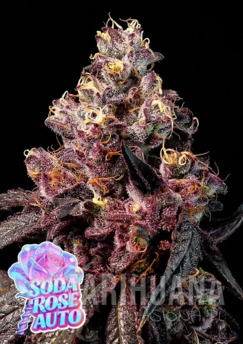 Soda-Rose-Auto-960x1359-1-600x849.jpg