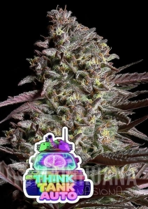 Think Tank Auto - ANESIA SEEDS