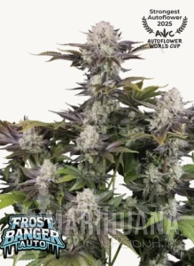 Frostbanger Auto F4 - FASTBUDS