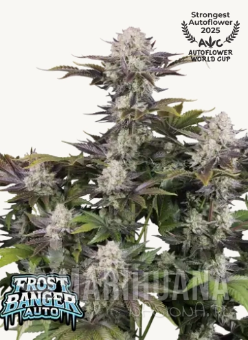 Frostbanger Auto F4.png