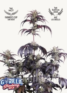 Strawberry Gorilla Auto RF3 - FASTBUDS