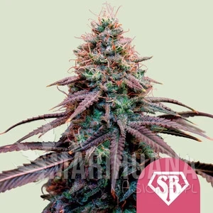 Super Boof - ROYAL QUEEN SEEDS