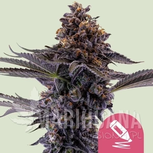 Permanent Marker - ROYAL QUEEN SEEDS