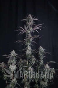 Pineapple OG Auto - FASTBUDS