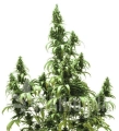autoblueberry_1.jpg