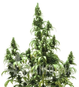 Auto Blueberry - DUTCH PASSION