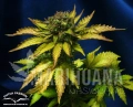 autoblueberry____20120302090746.jpg