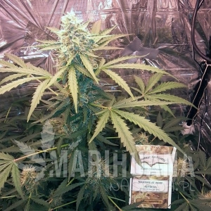 Auto Think Different® - DUTCH PASSION
