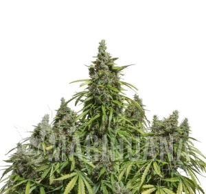 Auto Mazar - DUTCH PASSION
