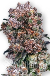 Blueberry® - DUTCH PASSION