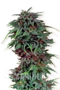 Durban Poison® - DUTCH PASSION