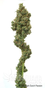 Euforia® - DUTCH PASSION