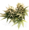 Masterkush2013.jpg