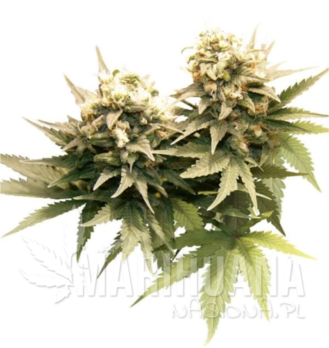 Masterkush2013.jpg