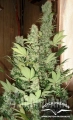 Masterkush-0000.jpg