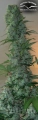 Masterkush-0001.jpg