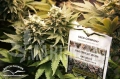 Masterkush-0002.jpg