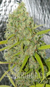 Orange Bud® - DUTCH PASSION