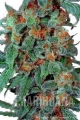 orange_bud_r__dutch_passion____20111220141828.jpg