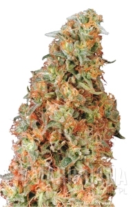 Power Plant® - DUTCH PASSION