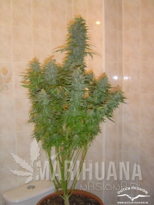 Skunk #11 - DUTCH PASSION