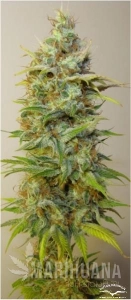 Strawberry Cough® - DUTCH PASSION