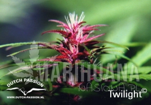 Twilight® - DUTCH PASSION