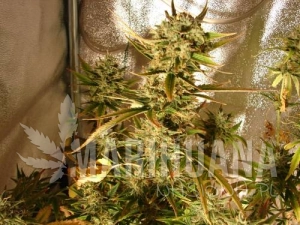 Auto AK - FEMALE SEEDS