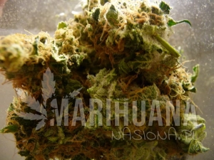 Auto Critical - FEMALE SEEDS