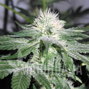 Auto NL - FEMALE SEEDS 