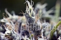 Bubblemacro_6.jpg