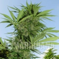 easy_sativa.jpg