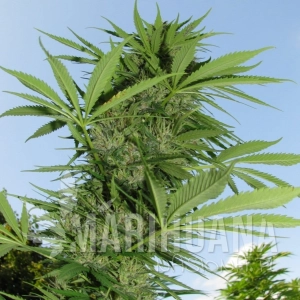 Easy Sativa -  FEMALE SEEDS