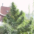 Female_seeds_Easy_sativa.jpg