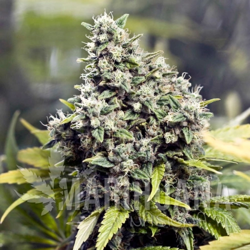 female_seeds_Grapefruit.jpg